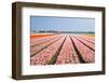 Pink Tulipfields in Spring-Colette2-Framed Photographic Print