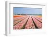 Pink Tulipfields in Spring-Colette2-Framed Photographic Print