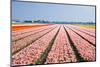 Pink Tulipfields in Spring-Colette2-Mounted Photographic Print