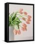 Pink Tulips, 1999-Norman Hollands-Framed Stretched Canvas