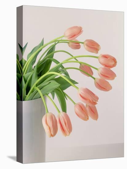 Pink Tulips, 1999-Norman Hollands-Stretched Canvas
