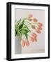 Pink Tulips, 1999-Norman Hollands-Framed Photographic Print