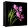 Pink Tulips 2-Magda Indigo-Framed Stretched Canvas
