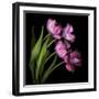 Pink Tulips 2-Magda Indigo-Framed Photographic Print