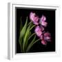 Pink Tulips 2-Magda Indigo-Framed Photographic Print