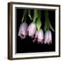 Pink Tulips 5-Magda Indigo-Framed Photographic Print