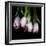 Pink Tulips 5-Magda Indigo-Framed Photographic Print