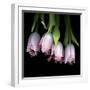 Pink Tulips 5-Magda Indigo-Framed Photographic Print