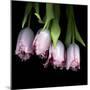 Pink Tulips 5-Magda Indigo-Mounted Photographic Print