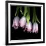 Pink Tulips 5-Magda Indigo-Framed Photographic Print