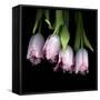 Pink Tulips 5-Magda Indigo-Framed Stretched Canvas