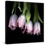 Pink Tulips 5-Magda Indigo-Stretched Canvas