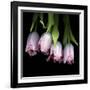 Pink Tulips 5-Magda Indigo-Framed Photographic Print