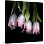 Pink Tulips 5-Magda Indigo-Stretched Canvas