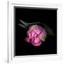 Pink Tulips 8-Magda Indigo-Framed Photographic Print