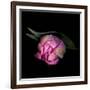 Pink Tulips 8-Magda Indigo-Framed Photographic Print