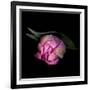 Pink Tulips 8-Magda Indigo-Framed Photographic Print