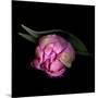 Pink Tulips 8-Magda Indigo-Mounted Photographic Print