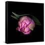 Pink Tulips 8-Magda Indigo-Framed Stretched Canvas