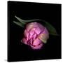 Pink Tulips 8-Magda Indigo-Stretched Canvas