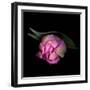 Pink Tulips 8-Magda Indigo-Framed Photographic Print