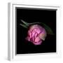 Pink Tulips 8-Magda Indigo-Framed Photographic Print