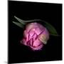 Pink Tulips 8-Magda Indigo-Mounted Photographic Print