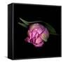 Pink Tulips 8-Magda Indigo-Framed Stretched Canvas