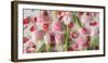 Pink Tulips and Red Petals on a White Background Horizontal-Denis Karpenkov-Framed Photographic Print