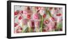 Pink Tulips and Red Petals on a White Background Horizontal-Denis Karpenkov-Framed Photographic Print