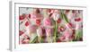 Pink Tulips and Red Petals on a White Background Horizontal-Denis Karpenkov-Framed Photographic Print