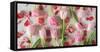 Pink Tulips and Red Petals on a White Background Horizontal-Denis Karpenkov-Framed Stretched Canvas