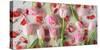 Pink Tulips and Red Petals on a White Background Horizontal-Denis Karpenkov-Stretched Canvas