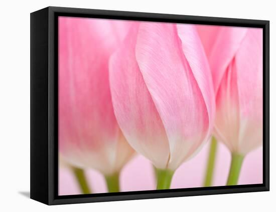 Pink Tulips Flowers-Julie Pigula-Framed Stretched Canvas