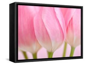 Pink Tulips Flowers-Julie Pigula-Framed Stretched Canvas