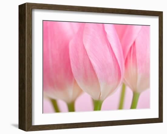 Pink Tulips Flowers-Julie Pigula-Framed Photographic Print