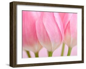 Pink Tulips Flowers-Julie Pigula-Framed Photographic Print