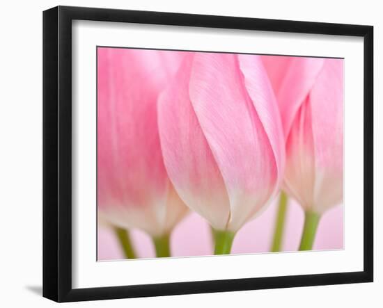 Pink Tulips Flowers-Julie Pigula-Framed Photographic Print