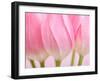 Pink Tulips Flowers-Julie Pigula-Framed Photographic Print