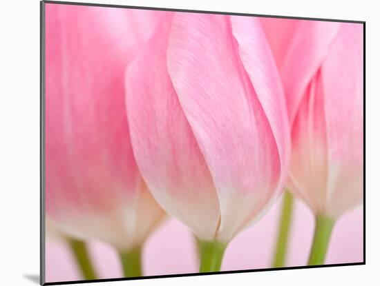 Pink Tulips Flowers-Julie Pigula-Mounted Photographic Print