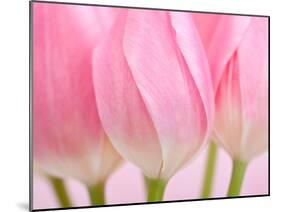 Pink Tulips Flowers-Julie Pigula-Mounted Photographic Print