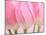 Pink Tulips Flowers-Julie Pigula-Mounted Photographic Print
