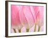 Pink Tulips Flowers-Julie Pigula-Framed Photographic Print