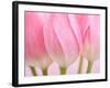 Pink Tulips Flowers-Julie Pigula-Framed Photographic Print