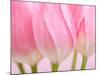 Pink Tulips Flowers-Julie Pigula-Mounted Photographic Print