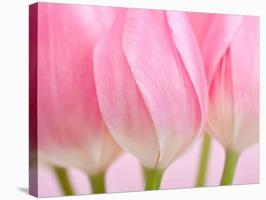 Pink Tulips Flowers-Julie Pigula-Stretched Canvas