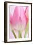 Pink Tulips Flowers-Julie Pigula-Framed Photographic Print