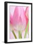 Pink Tulips Flowers-Julie Pigula-Framed Photographic Print