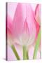 Pink Tulips Flowers-Julie Pigula-Stretched Canvas