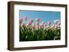 Pink Tulips in Front of a Blue Sky-Ivonnewierink-Framed Photographic Print